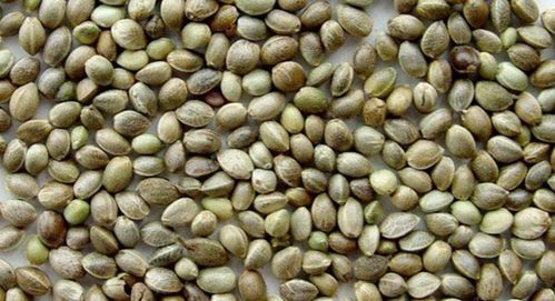 芫荽籽：香菜籽的奇妙世界，从调味到养生的双重魅力