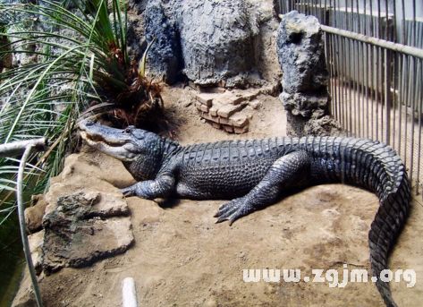 梦见鳄鱼出现在家里:潜伏的隐喻,梦见鳄鱼出现在家里,解码梦境中的危险与自我 梦见鳄鱼出现在家里:潜伏的隐喻,梦见鳄鱼出现在家里,解码梦境中的危险与自我