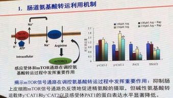 精氨酸的作用与功效:精氨酸,不止于蛋白质合成,探索其多维健康作用与功效 精氨酸的作用与功效:精氨酸,不止于蛋白质合成,探索其多维健康作用与功效