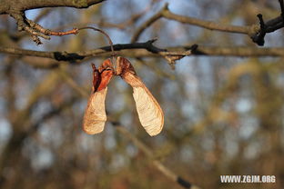 梦见杀猪见血是什么意思:梦见杀猪见血,血色梦境中的心理密码与人生启示 梦见杀猪见血是什么意思:梦见杀猪见血,血色梦境中的心理密码与人生启示