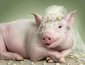 71年属猪人的姻缘怎样:1971年属猪人姻缘揭秘,一生情缘如何?幸福婚姻的关键在哪? 71年属猪人的姻缘怎样:1971年属猪人姻缘揭秘,一生情缘如何?幸福婚姻的关键在哪?