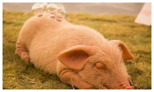 71年属猪人的姻缘怎样:1971年属猪人姻缘揭秘,一生情缘如何?幸福婚姻的关键在哪? 71年属猪人的姻缘怎样:1971年属猪人姻缘揭秘,一生情缘如何?幸福婚姻的关键在哪?