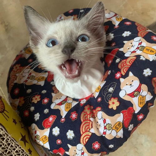 奶凶奶凶可爱的情侣网名:你家的情侣网名是什么风格? 奶凶奶凶可爱的情侣网名:你家的情侣网名是什么风格?