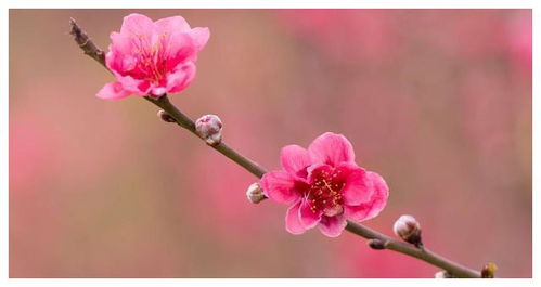 十二月底的摩羯更活泼:十二月底的摩羯更活泼,冬夜里的烟火气与灵魂的觉醒时刻 十二月底的摩羯更活泼:十二月底的摩羯更活泼,冬夜里的烟火气与灵魂的觉醒时刻