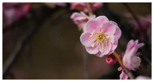 十二月底的摩羯更活泼:十二月底的摩羯更活泼,冬夜里的烟火气与灵魂的觉醒时刻 十二月底的摩羯更活泼:十二月底的摩羯更活泼,冬夜里的烟火气与灵魂的觉醒时刻