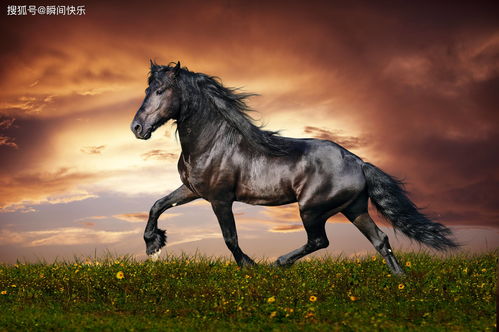 男马女羊的姻缘指数:男马女羊,看似相冲,实则暗藏姻缘指数的秘密! 男马女羊的姻缘指数:男马女羊,看似相冲,实则暗藏姻缘指数的秘密!