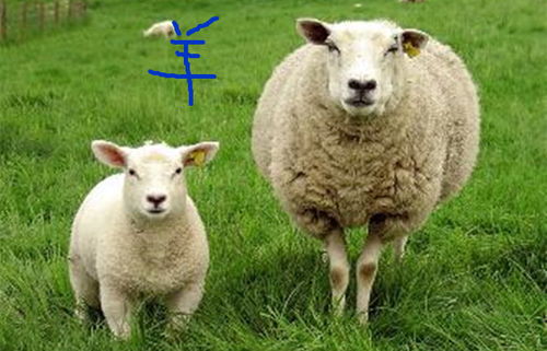 67年属羊男虎年姻缘:2022虎年,67年属羊男的姻缘运势与情感指南 67年属羊男虎年姻缘:2022虎年,67年属羊男的姻缘运势与情感指南