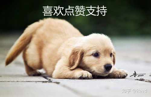 94的狗今年的姻缘如何:94年属狗的你,2025年姻缘运势如何?天乙贵人加持,感情迎来新机遇! 94的狗今年的姻缘如何:94年属狗的你,2025年姻缘运势如何?天乙贵人加持,感情迎来新机遇!