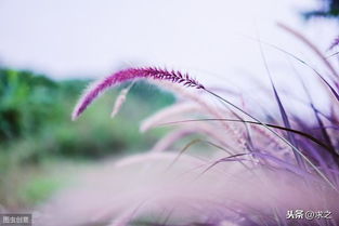 十二星座的蝴蝶仙子:十二星座的蝴蝶仙子,灵翼织梦的星海诗篇 十二星座的蝴蝶仙子:十二星座的蝴蝶仙子,灵翼织梦的星海诗篇