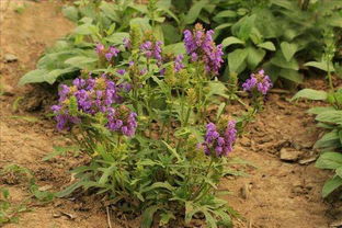 夏枯草的作用与功效:夏枯草,自然界的神奇清火良药,你了解它的作用与功效吗? 夏枯草的作用与功效:夏枯草,自然界的神奇清火良药,你了解它的作用与功效吗?