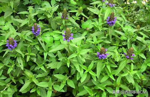 夏枯草的作用与功效:夏枯草,自然界的神奇清火良药,你了解它的作用与功效吗? 夏枯草的作用与功效:夏枯草,自然界的神奇清火良药,你了解它的作用与功效吗?