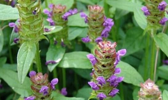 夏枯草的作用与功效:夏枯草,自然界的神奇清火良药,你了解它的作用与功效吗? 夏枯草的作用与功效:夏枯草,自然界的神奇清火良药,你了解它的作用与功效吗?