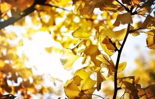 10月6日：金秋十月，10月6日，邂逅层林尽染的诗意时光