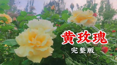 黄玫瑰歌词完整版（黄玫瑰歌词）