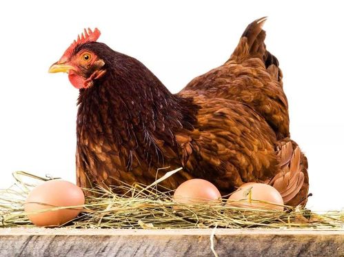 女人梦见母鸡下蛋还去捡蛋:女人梦见母鸡下蛋还去捡蛋,是吉兆还是隐喻? 女人梦见母鸡下蛋还去捡蛋:女人梦见母鸡下蛋还去捡蛋,是吉兆还是隐喻?