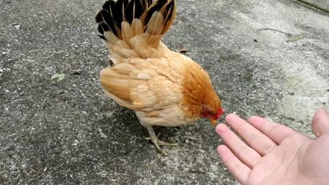 女人梦见母鸡下蛋还去捡蛋:女人梦见母鸡下蛋还去捡蛋,是吉兆还是隐喻? 女人梦见母鸡下蛋还去捡蛋:女人梦见母鸡下蛋还去捡蛋,是吉兆还是隐喻?