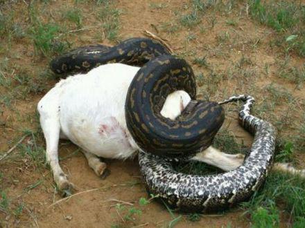 梦见蛇飞起来扑向我攻击我:噩梦解析,梦见蛇飞起来扑向我攻击我,背后隐藏的心理密码 梦见蛇飞起来扑向我攻击我:噩梦解析,梦见蛇飞起来扑向我攻击我,背后隐藏的心理密码