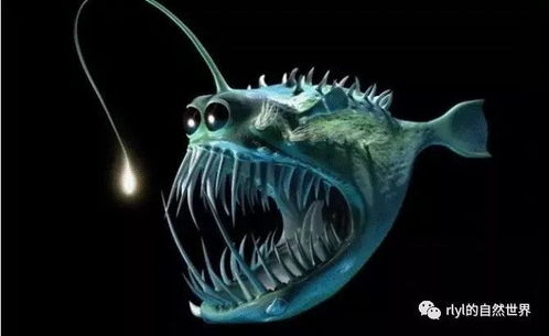 梦到抓到鱼是什么意思:梦到抓到鱼,潜意识的深海密码 梦到抓到鱼是什么意思:梦到抓到鱼,潜意识的深海密码