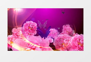 花蝴蝶免费视频在线观看高清版(好看的蝴蝶视频) 花蝴蝶免费视频在线观看高清版(好看的蝴蝶视频)