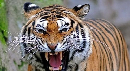 梦境中的猛兽袭击，解析梦见狮子和老虎袭击家人的深层含义