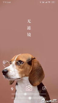 2025年牛和狗结婚吉日:2025年牛狗喜结良缘,天作之合的吉日指南 2025年牛和狗结婚吉日:2025年牛狗喜结良缘,天作之合的吉日指南