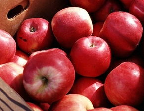 苹果酸奶减肥法:苹果酸奶减肥法,7天奇迹还是科学依据? 苹果酸奶减肥法:苹果酸奶减肥法,7天奇迹还是科学依据?