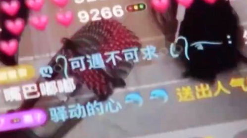 男粉丝来问姻缘是啥意思:揭秘男粉丝问姻缘到底啥意思?主播必看的粉丝心理攻略! 男粉丝来问姻缘是啥意思:揭秘男粉丝问姻缘到底啥意思?主播必看的粉丝心理攻略!