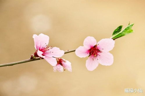 今年有桃花代表有姻缘吗:桃花运与姻缘,传统文化中的爱情密码 今年有桃花代表有姻缘吗:桃花运与姻缘,传统文化中的爱情密码