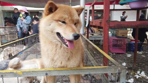 苏州“十全街大馋狗”被全网围观