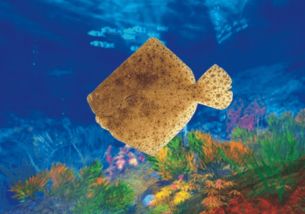 梦见抓大鱼:梦里抓大鱼,潜意识中的机遇与挑战 梦见抓大鱼:梦里抓大鱼,潜意识中的机遇与挑战