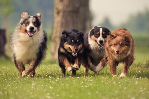 70属狗人的灾难年龄：70属狗人必知的灾难年龄，命理警示与破局之道