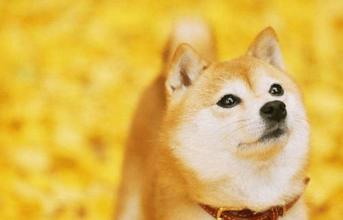 70属狗人的灾难年龄：70属狗人必知的灾难年龄，命理警示与破局之道