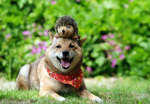 94年4月狗的姻缘:94年4月出生的狗狗,旺夫旺家的秘密藏不住了! 94年4月狗的姻缘:94年4月出生的狗狗,旺夫旺家的秘密藏不住了!