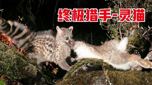 猫在梦里代表什么仙家:梦中灵猫,解密仙家意象与心灵启示 猫在梦里代表什么仙家:梦中灵猫,解密仙家意象与心灵启示