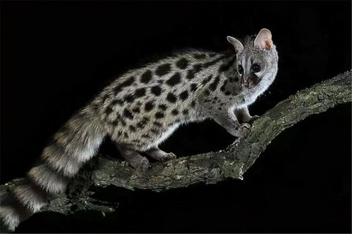 猫在梦里代表什么仙家:梦中灵猫,解密仙家意象与心灵启示 猫在梦里代表什么仙家:梦中灵猫,解密仙家意象与心灵启示