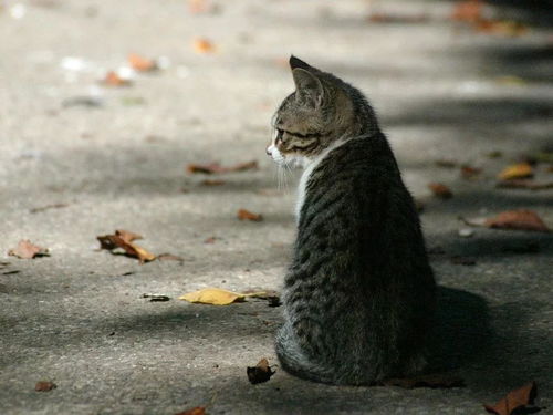 猫在梦里代表什么仙家:梦中灵猫,解密仙家意象与心灵启示 猫在梦里代表什么仙家:梦中灵猫,解密仙家意象与心灵启示