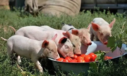 1971年属什么命：1971年出生属猪人命运解析，性格特质与人生机遇全指南