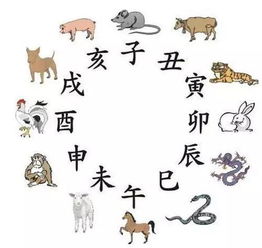 1971年属什么命：1971年出生属猪人命运解析，性格特质与人生机遇全指南