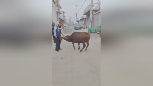 男子买牛养出感情不舍得用牛干农活 男子买牛养出感情不舍得用牛干农活