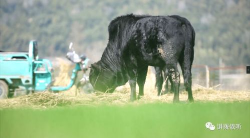 男子买牛养出感情不舍得用牛干农活 男子买牛养出感情不舍得用牛干农活