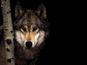 梦见狼咬自己但没咬上：未遂的恐惧，梦见狼咬自己但没咬上，你内心在试图告诉你什么？