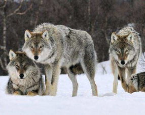 梦见狼咬自己但没咬上：未遂的恐惧，梦见狼咬自己但没咬上，你内心在试图告诉你什么？