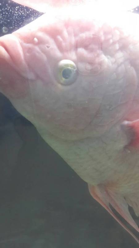 色母片(色母片放鱼缸里会毒死鱼吗) 色母片(色母片放鱼缸里会毒死鱼吗)