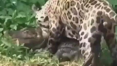 孕妇梦见鳄鱼追自己：孕妇梦见鳄鱼追自己，是预示危险还是内心焦虑的体现？