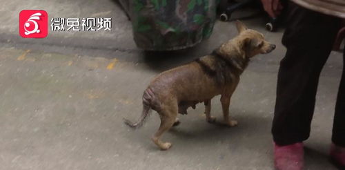 男子收养数十条流浪狗邻居苦不堪言 男子收养数十条流浪狗邻居苦不堪言