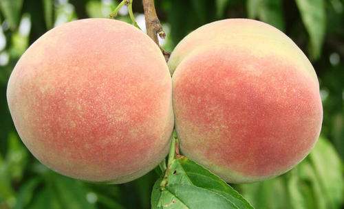 桃子是凉性还是热性:桃子是凉性还是热性?中医食疗角度的正解 桃子是凉性还是热性:桃子是凉性还是热性?中医食疗角度的正解