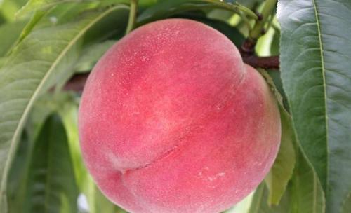 桃子是凉性还是热性:桃子是凉性还是热性?中医食疗角度的正解 桃子是凉性还是热性:桃子是凉性还是热性?中医食疗角度的正解