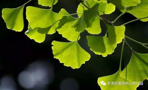 银杏叶片降血压太厉害：银杏叶降血压太猛，小心这3大风险！