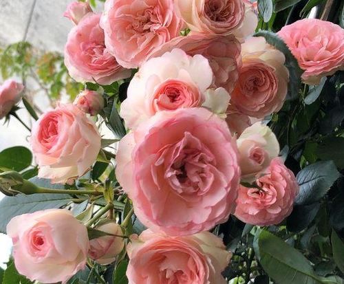 最旺姻缘的花是什么花:盘点传说中最旺姻缘的三种花,桃花只是其中之一! 最旺姻缘的花是什么花:盘点传说中最旺姻缘的三种花,桃花只是其中之一!