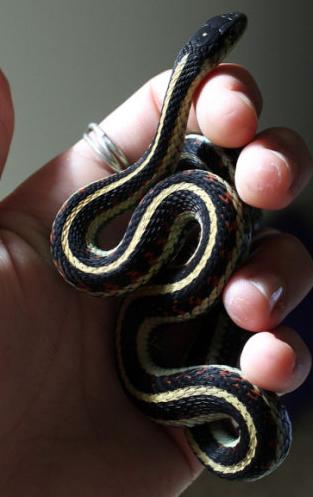 孕妇梦见蛇被别人打死了:孕妇梦见蛇被别人打死了,这些隐喻你懂了吗? 孕妇梦见蛇被别人打死了:孕妇梦见蛇被别人打死了,这些隐喻你懂了吗?